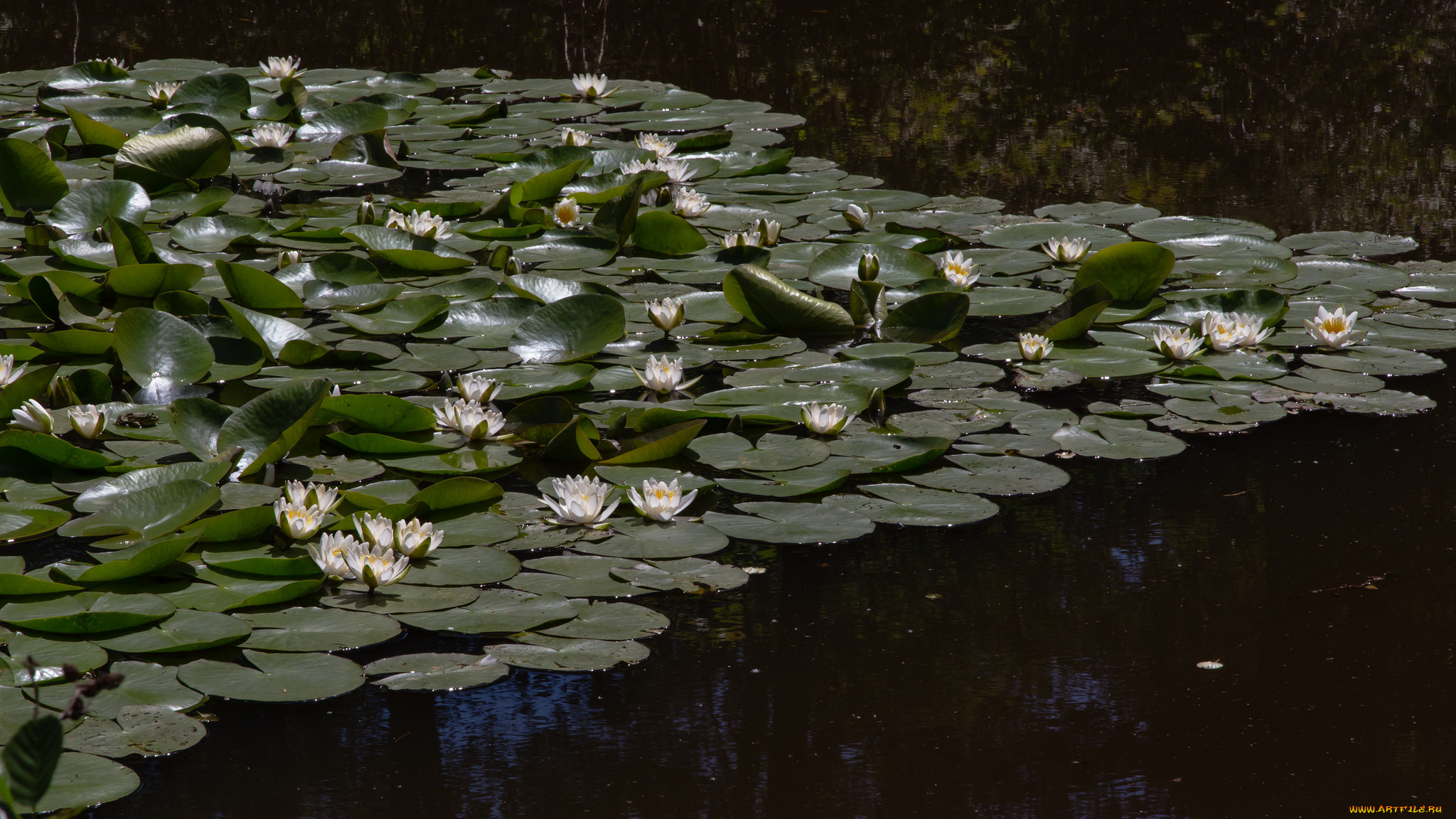 ,  ,  ,  , flowers, bouquet, , pitcher, 